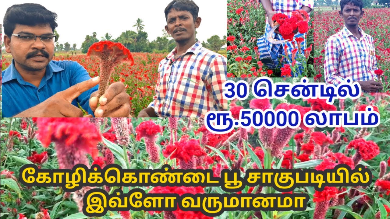கோழிக்கொண்டை பூ சாகுபடி || kozhikondai flower plant cultivation in tamil || Village thamizha village