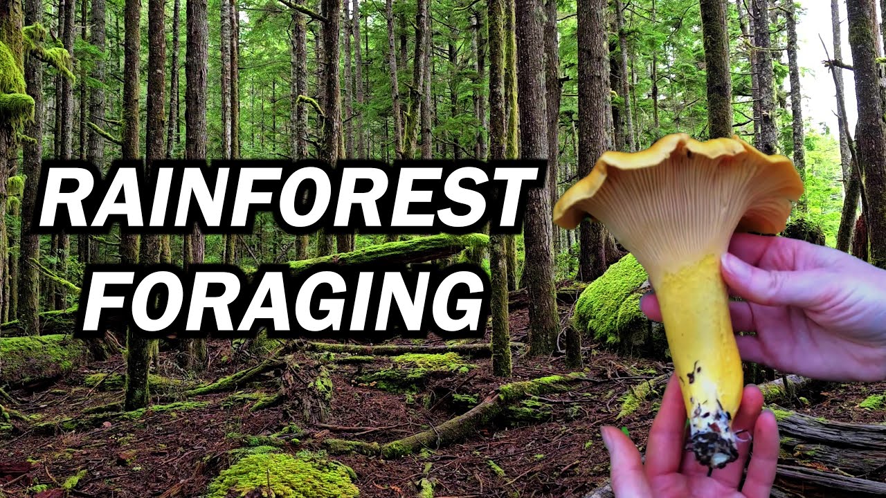 Finding Perfect Condition Edible Mushrooms in the Woods