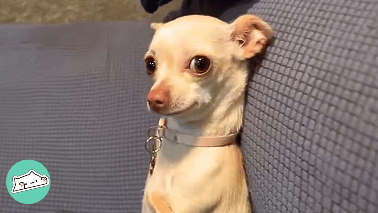 They Wanted To Throw Tiny Puppy Away. Man Gave Her A Dream Life | Cuddle Buddies