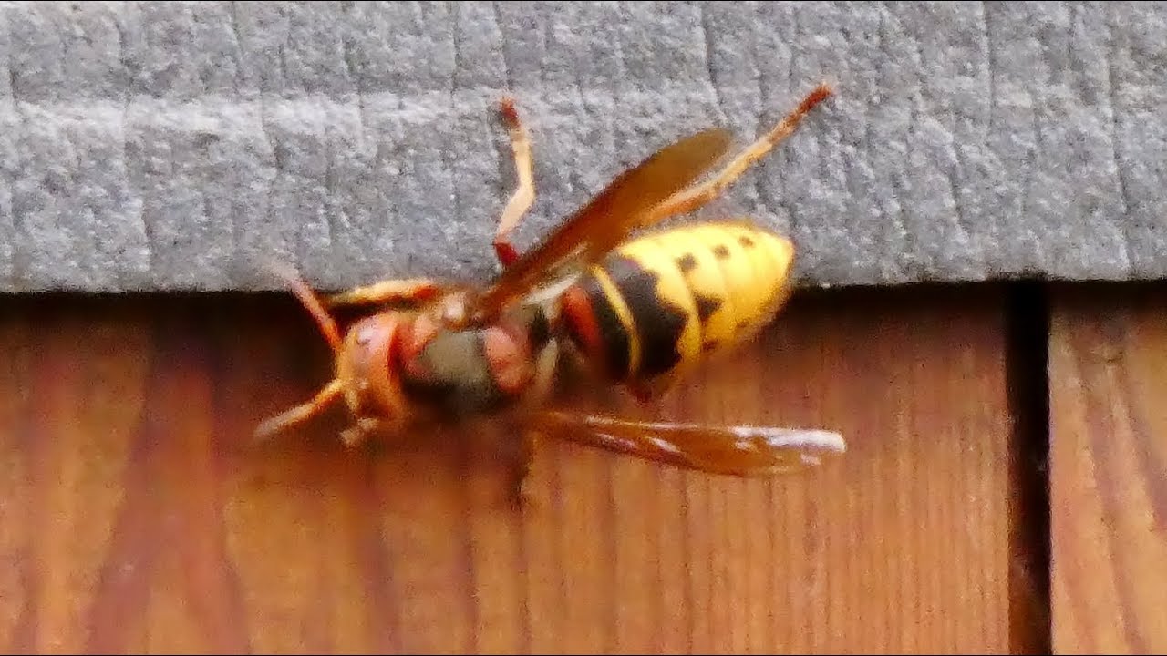 HOORNAAR (European Super Wasp - wesp)