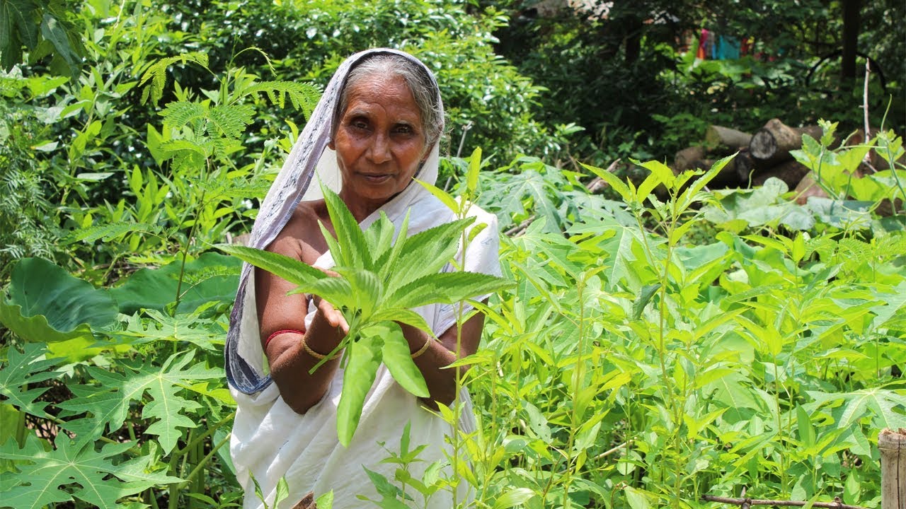 Fresh Pat Shak Recipe Village Style by My Grandma Tasty & Easy Jute Leaf Cooking