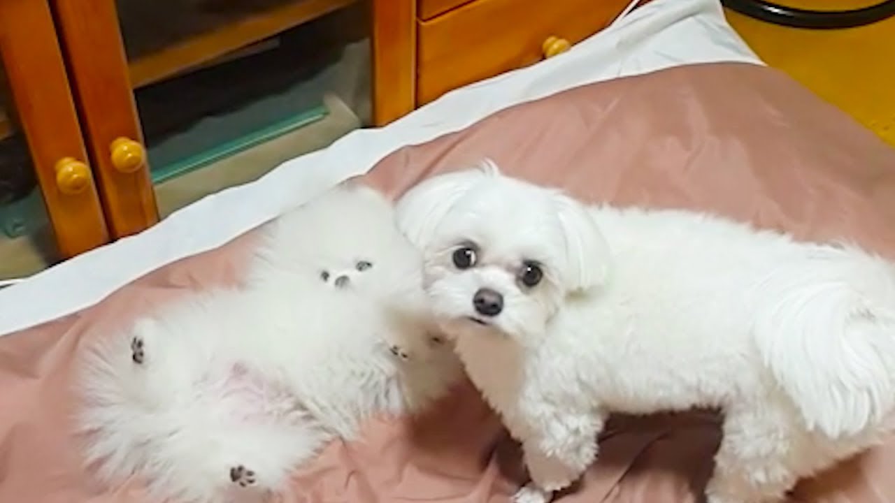 [ENG SUB]아기 포메가 처음 집에 왔을 때