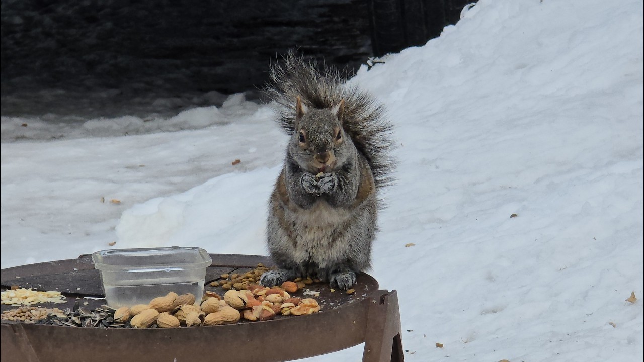 SquirreloVision! Grouchy squirrel guards table, Gus, baby come calling, blue jays, minor outbreaks 