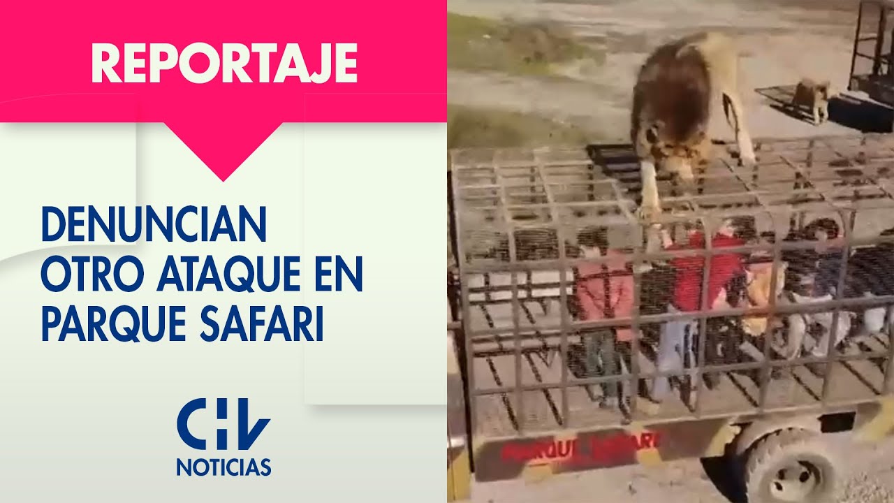 Ex trabajadora de Parque Safari denunció ataque similar que fue ocultado: León la habría mordido