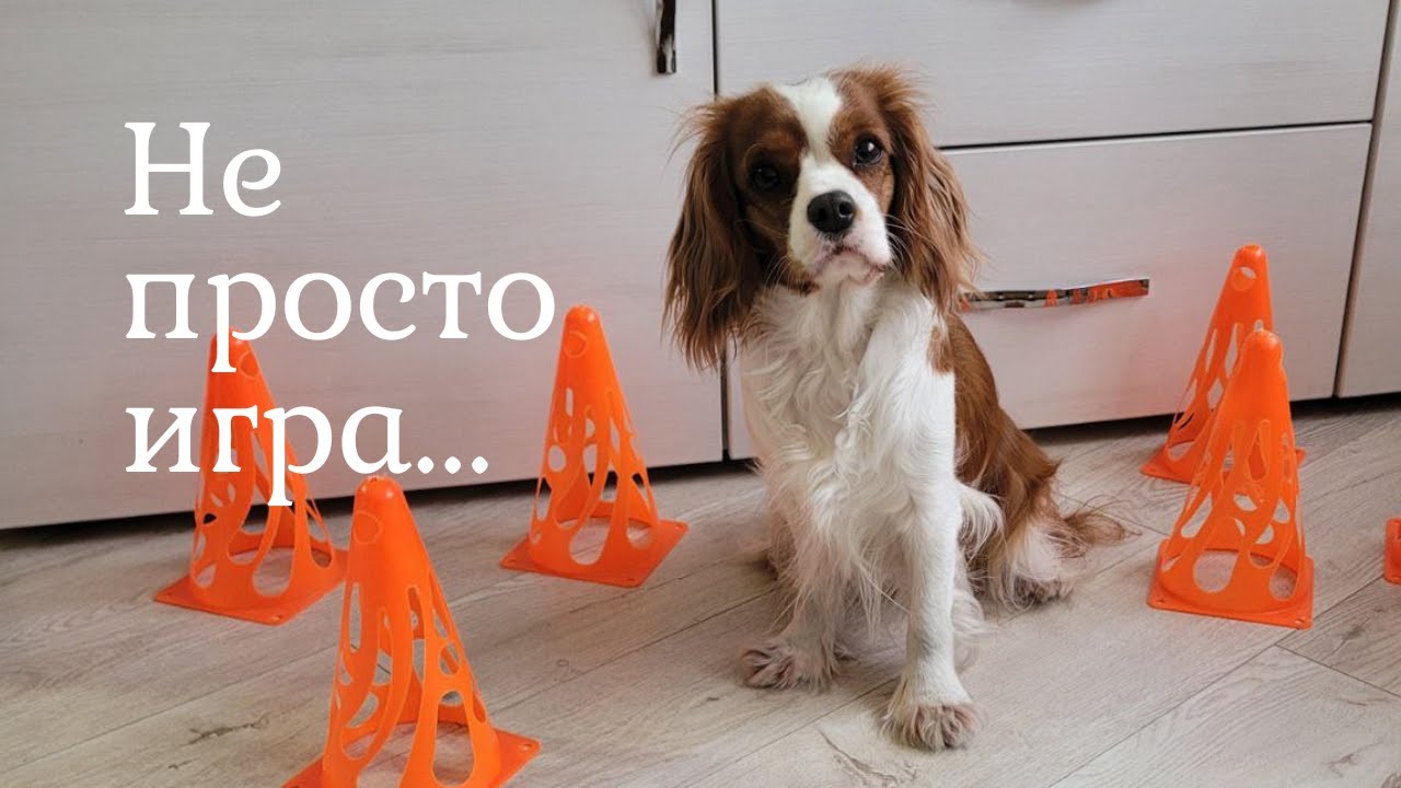 Собака учится думать: шейпинг и ментальная нагрузка #dogtraining #cavalier #mentalenrichment #dog