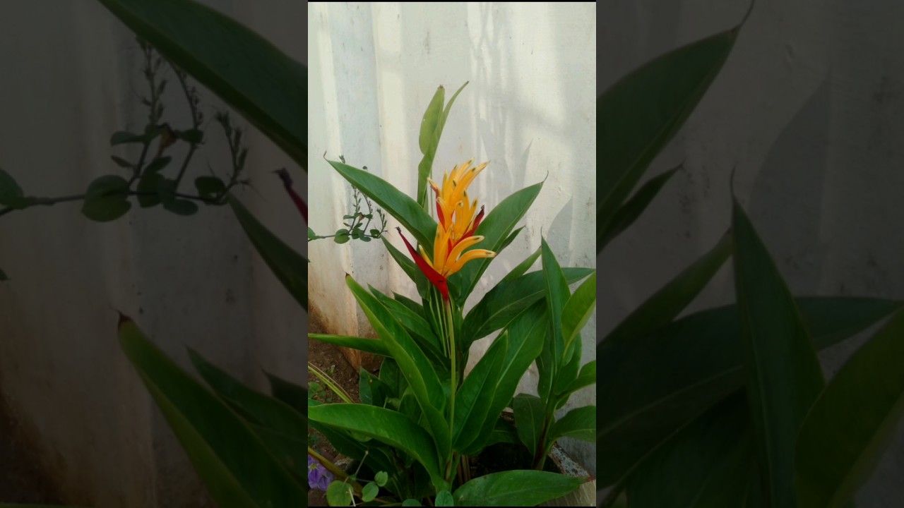 Heliconia plant | Repotting | potting mix | Care #homegarden #heliconia #shorts