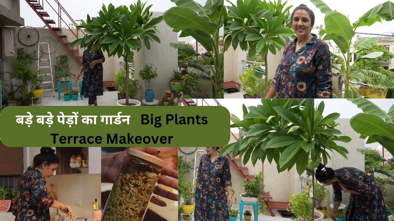 Terrace / Balcony Garden ..बड़े बड़े पेड़ों का गार्डन नंबर -3 ...Diet Recipe & Kitchen Decoration Ideas