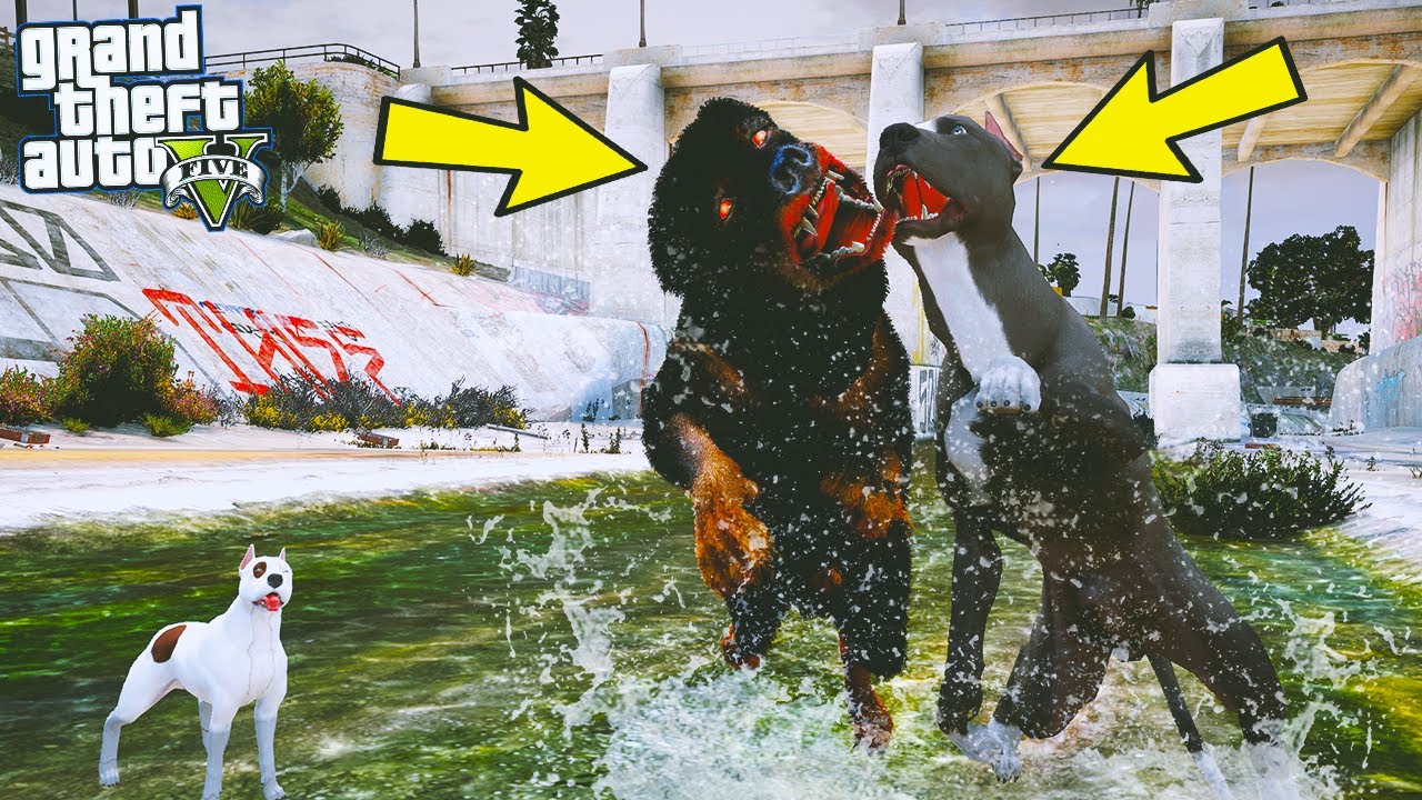 BABA PİTBULL YAVRUSUNU DÖVEN KATİL ROTTWEILER CELLAT'LA DÖVÜŞÜYOR! - GTA 5