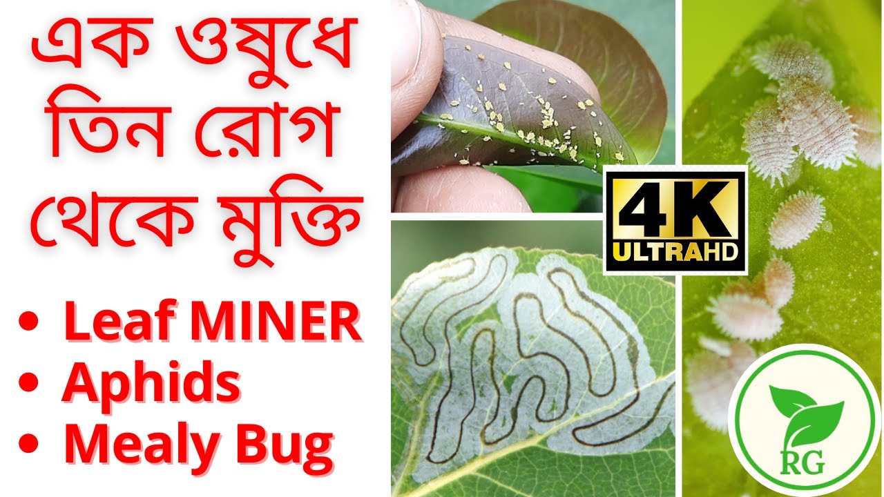 এক ওষুধেই দূর লিফ মাইনার, জাব পোকা, মিলিবাগ | Remove Leaf Miner, Aphids, Mealybug | RAJ Gardens | 4K