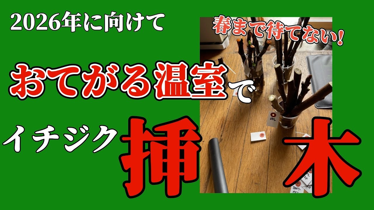 春まで待てない！おてがる温室作成でイチジク挿木