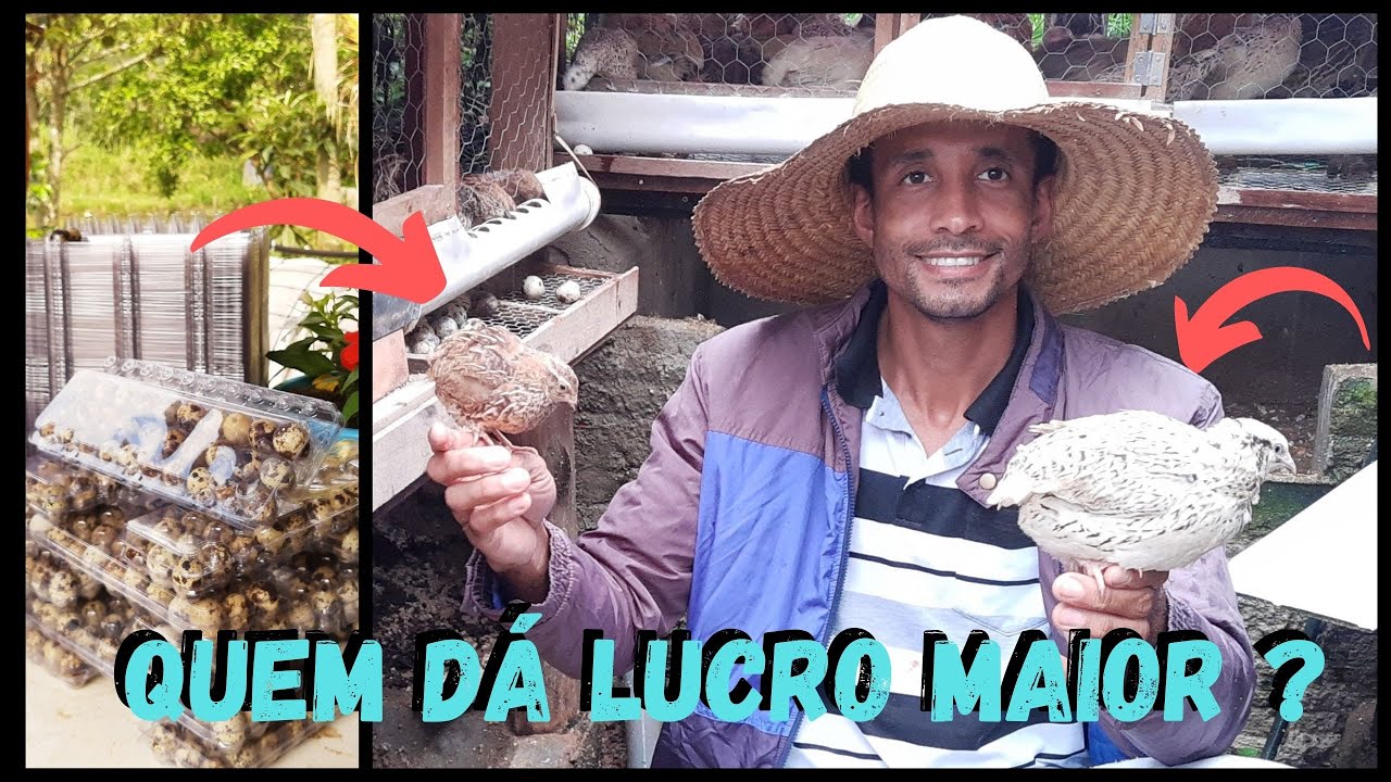 Qual Codorna criar ? hum !!! JAPÔNICA ou GIGANTES, irei lhe passar Detalhes @TILAPIA Minha Vida !