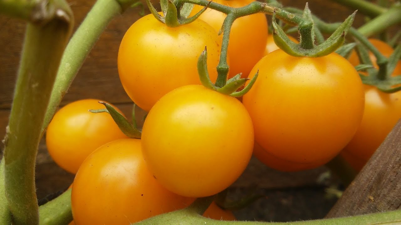 CONHEÇA O TOMATE LARANJA. UM TOMATE DIFERENTE QUE TEM A COR E A FORMA DE UMA LARANJA.
