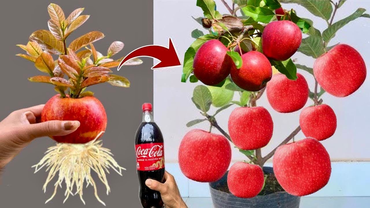 Techniques to grow apple trees from fruit using Coca Cola to 100% yellow fruit