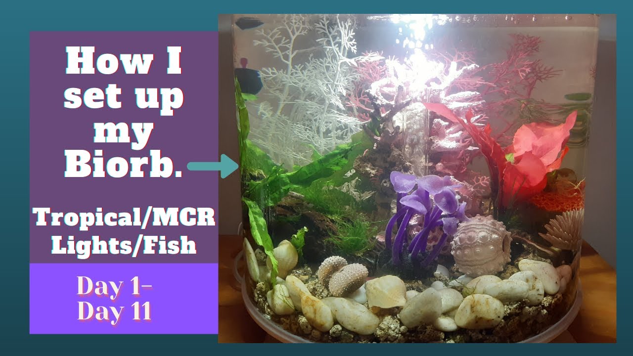 How I set up my Biorb. Tropical Aquarium. Adding Fish. Day 1- Day 11.