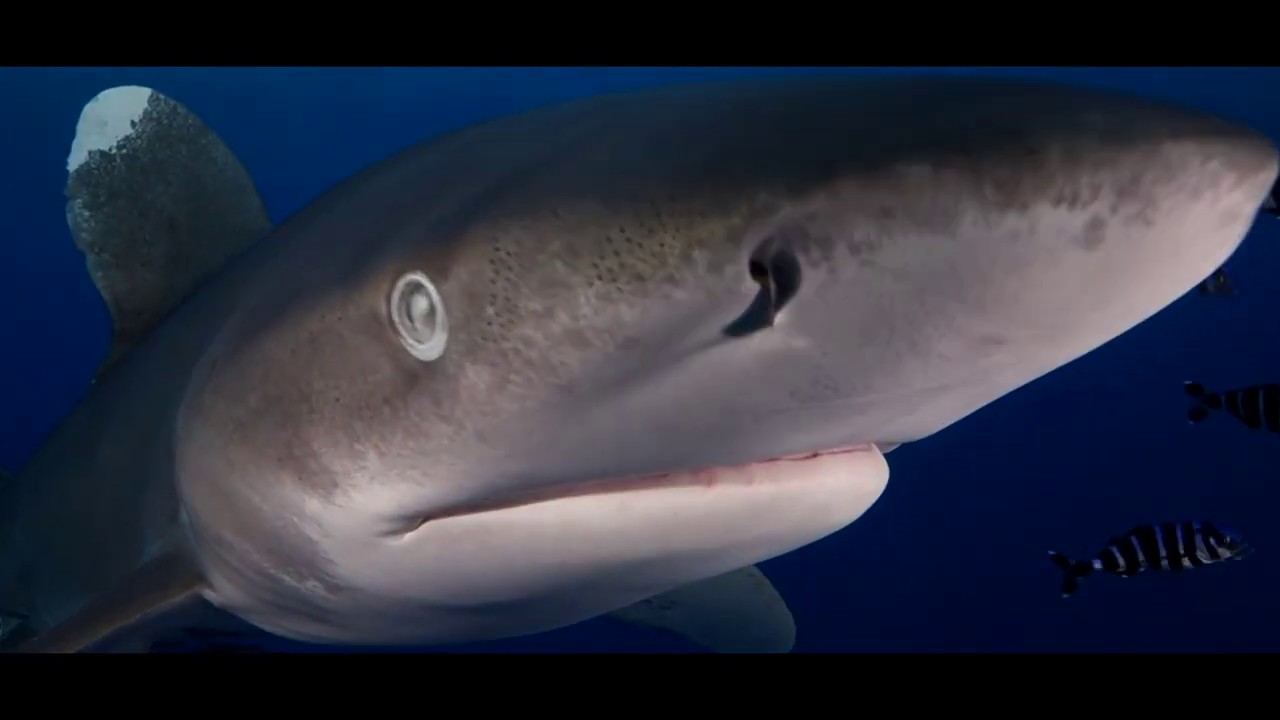 Requin Océanique - Carcharhinus Longimanus