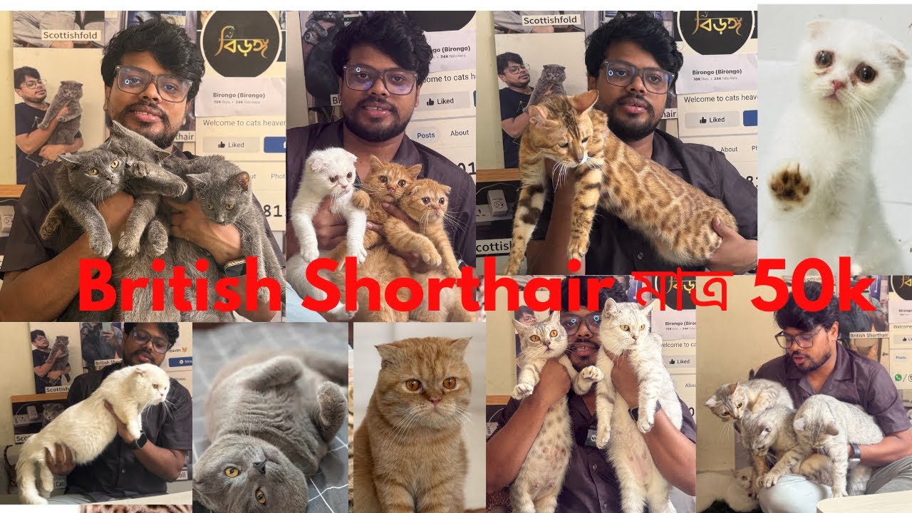 Offer Price Cats in Bangladesh! | British Shorthair, Bengal, Munchkin, Maine Coon, Scottish Fold