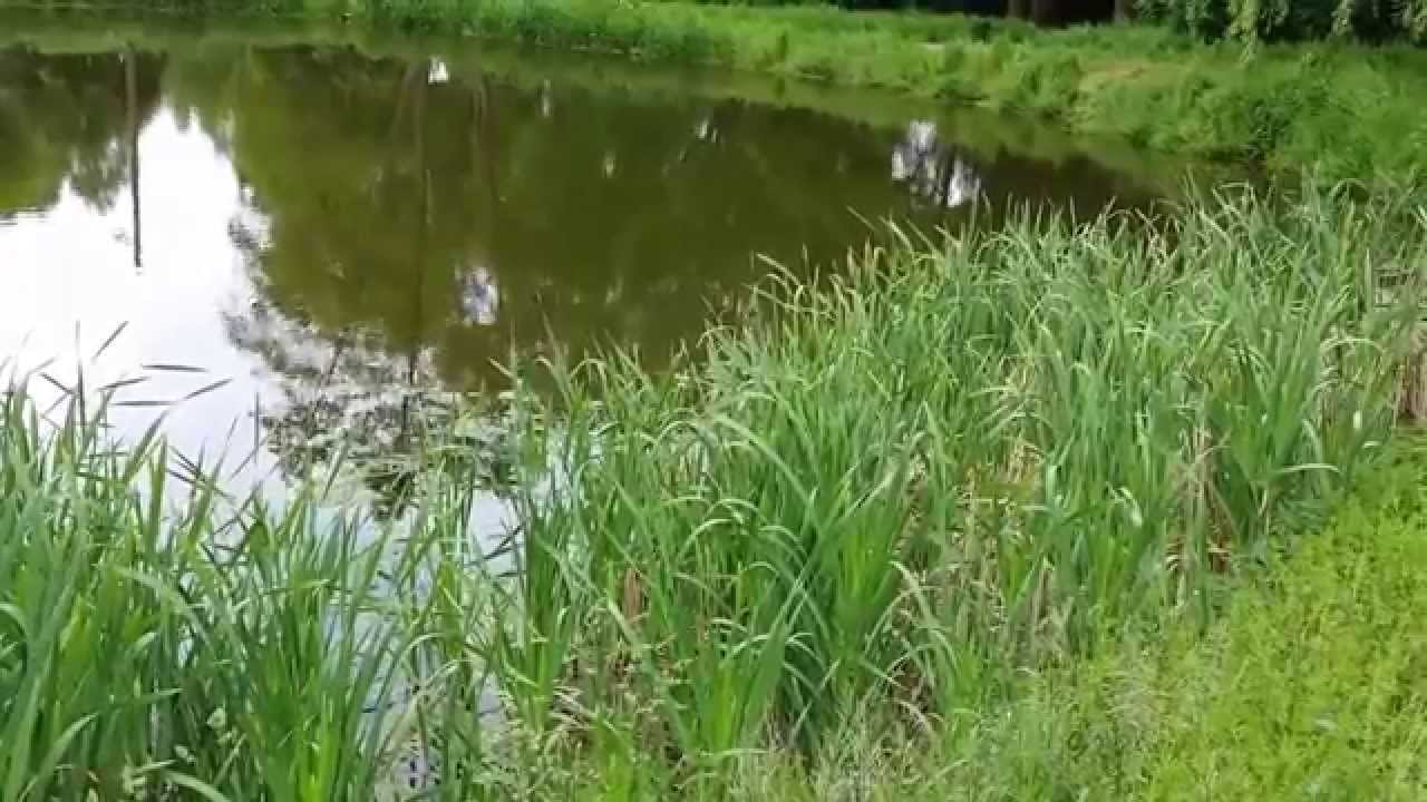 Żabi stawek, kumkanie, rechot żab, Wiry