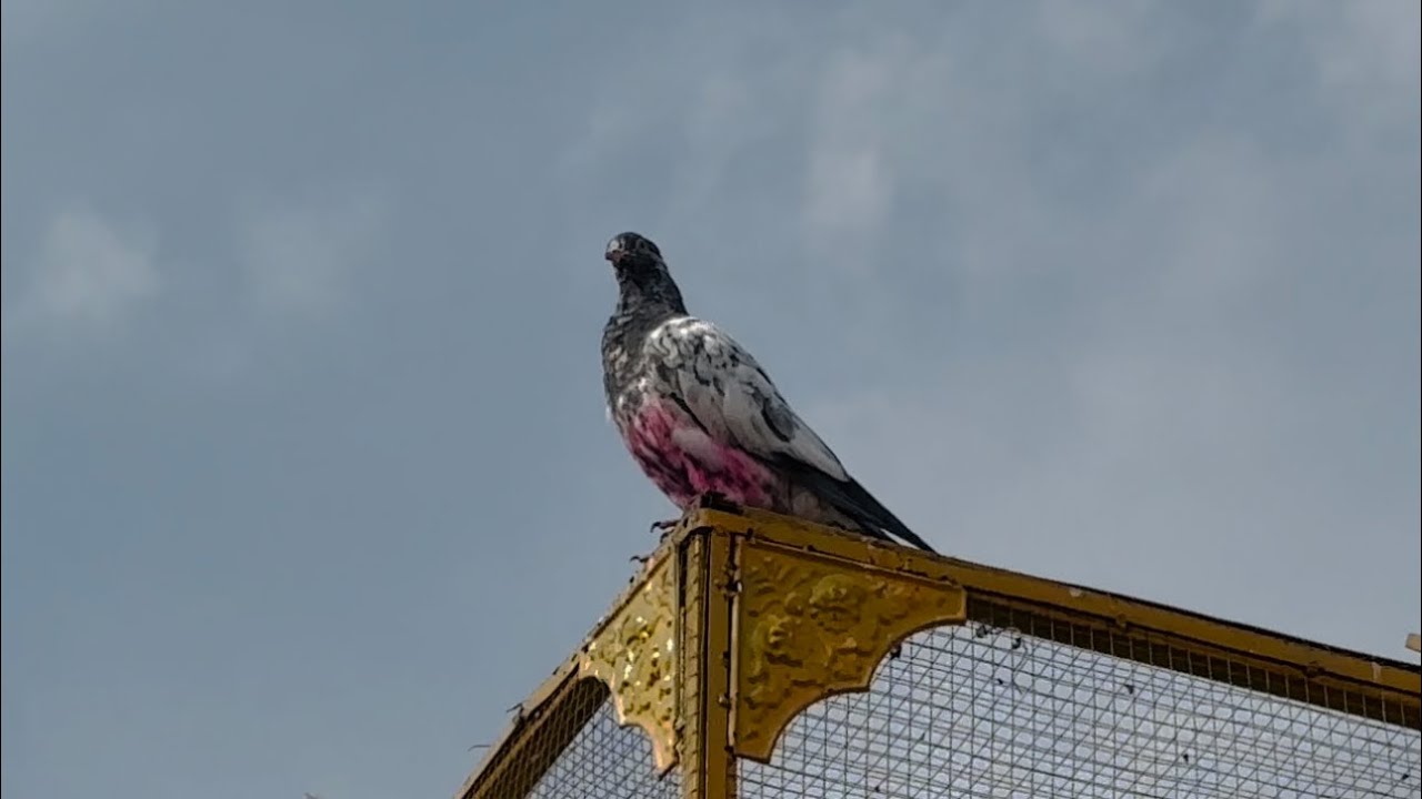 Aj aik naye bachy ka nuksan ho gya 😱 | Dar pigeons club |