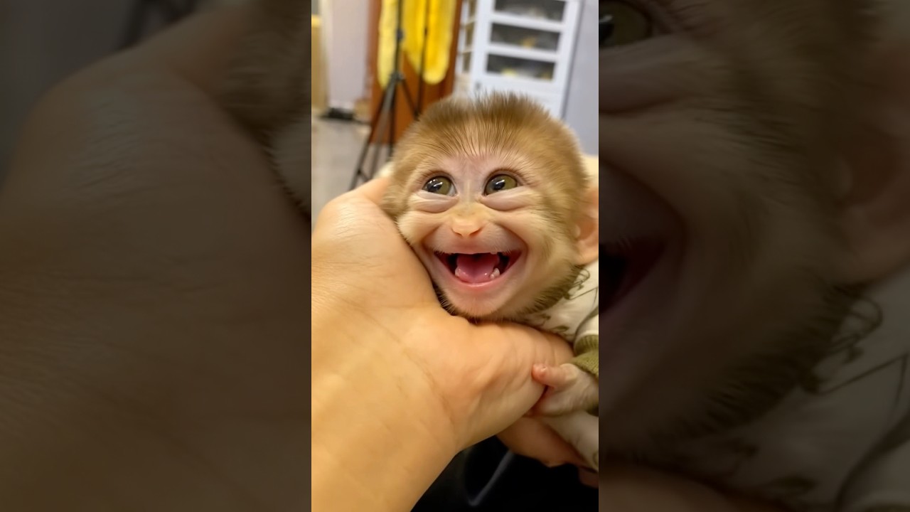 This Baby Monkey&rsquo;s Sleepy Smile Will Melt Your Heart!