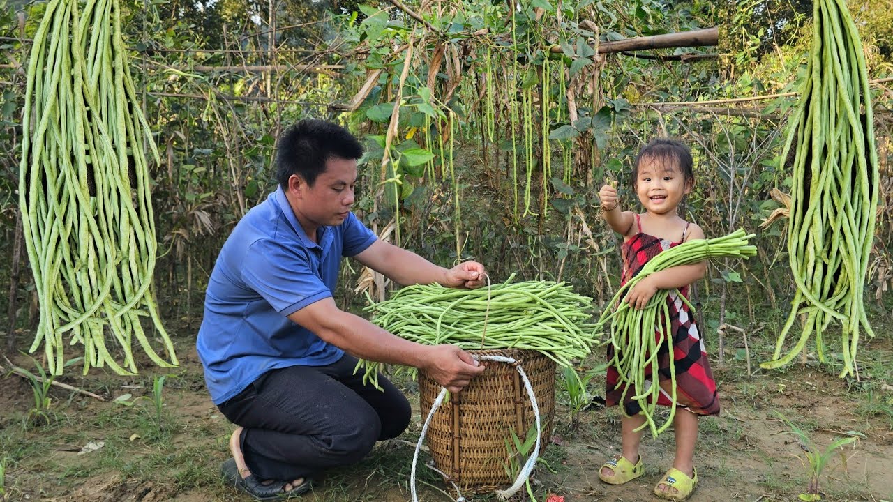 Harvesting long beans goes to the market sell- Taking care of the sugarcane garden.