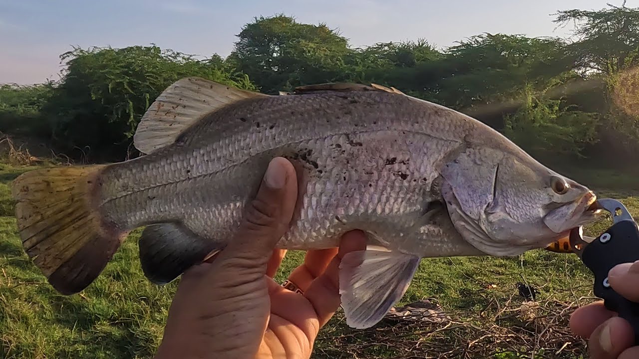 Ultralight fishing | Barramundi fishing with ultra light lures