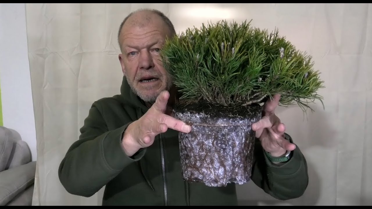 Pinus mugo, die Kriechkiefer