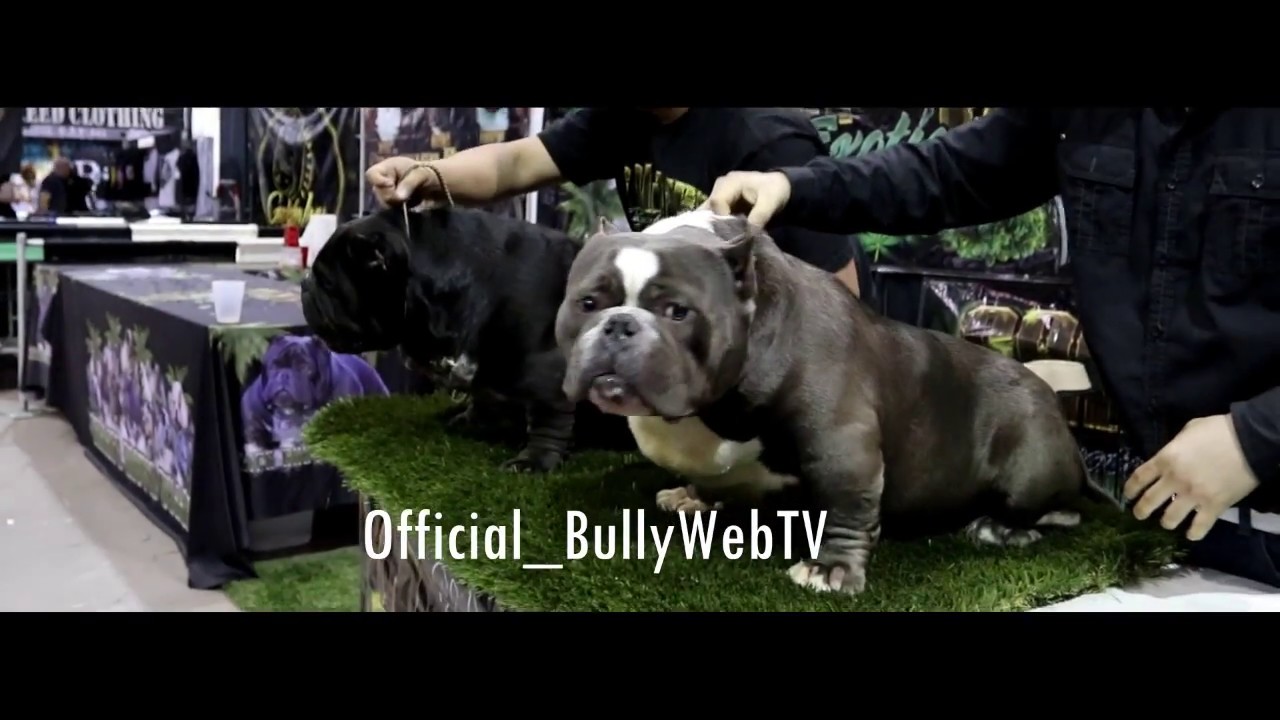 IBR BULLY SHOW CLIP