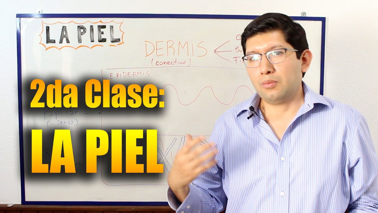 2da CLASE👨‍🏫🔥: Como es la PIEL? Capas de la piel: Epidermis y Dermis - Cutis FUNCIONES de la piel.