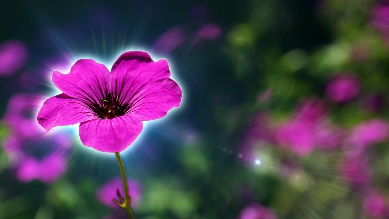 Ecology and Spirituality -- Swedenborg and Life