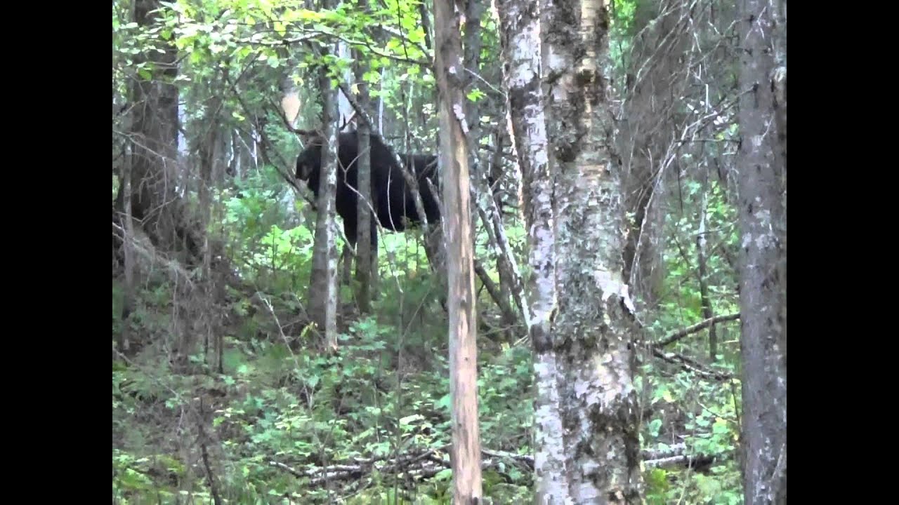 Bull moose on the call / Buck orignal venu a l'appel / NB 2015