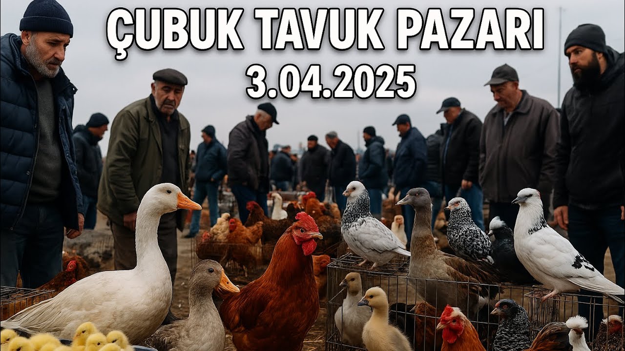ANKARA ÇUBUK TAVUK PAZARI 03.04.2025