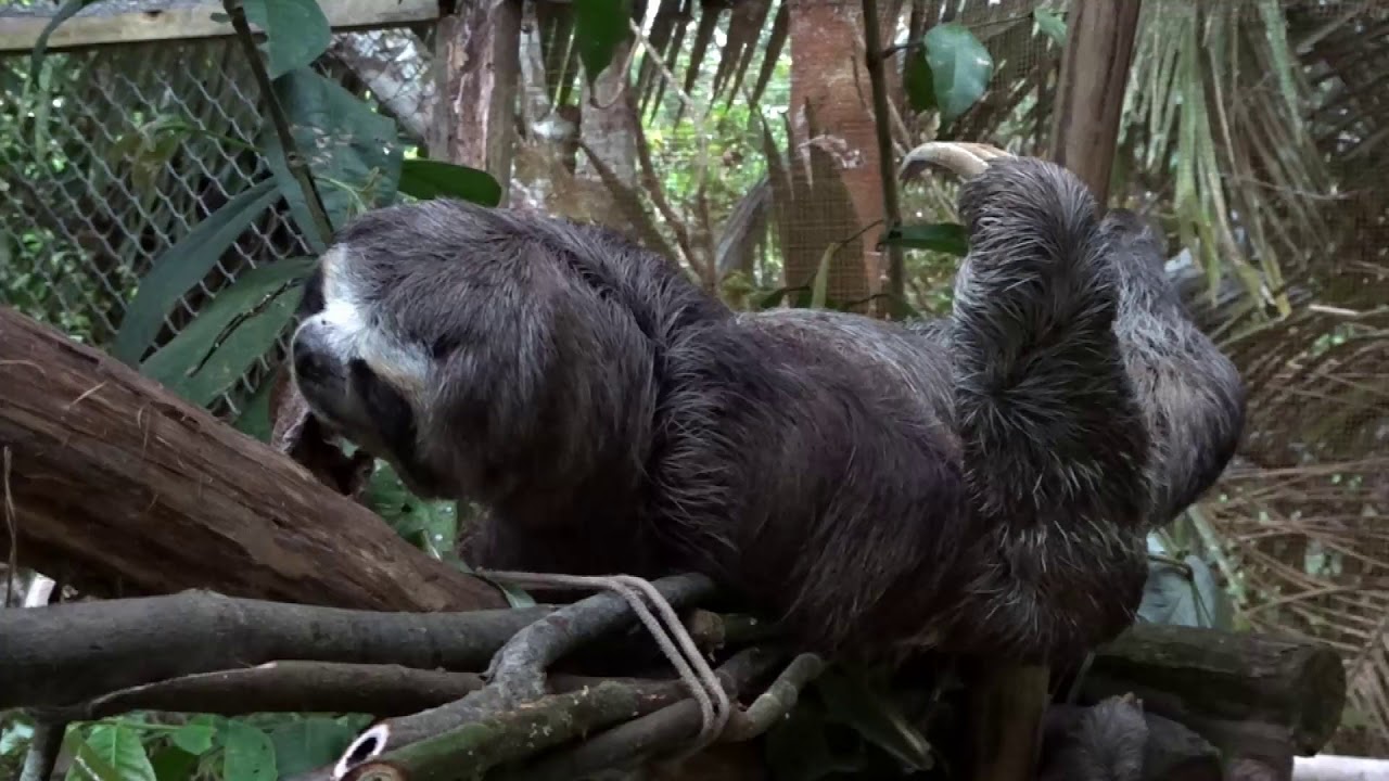 A sloth - a yoga master