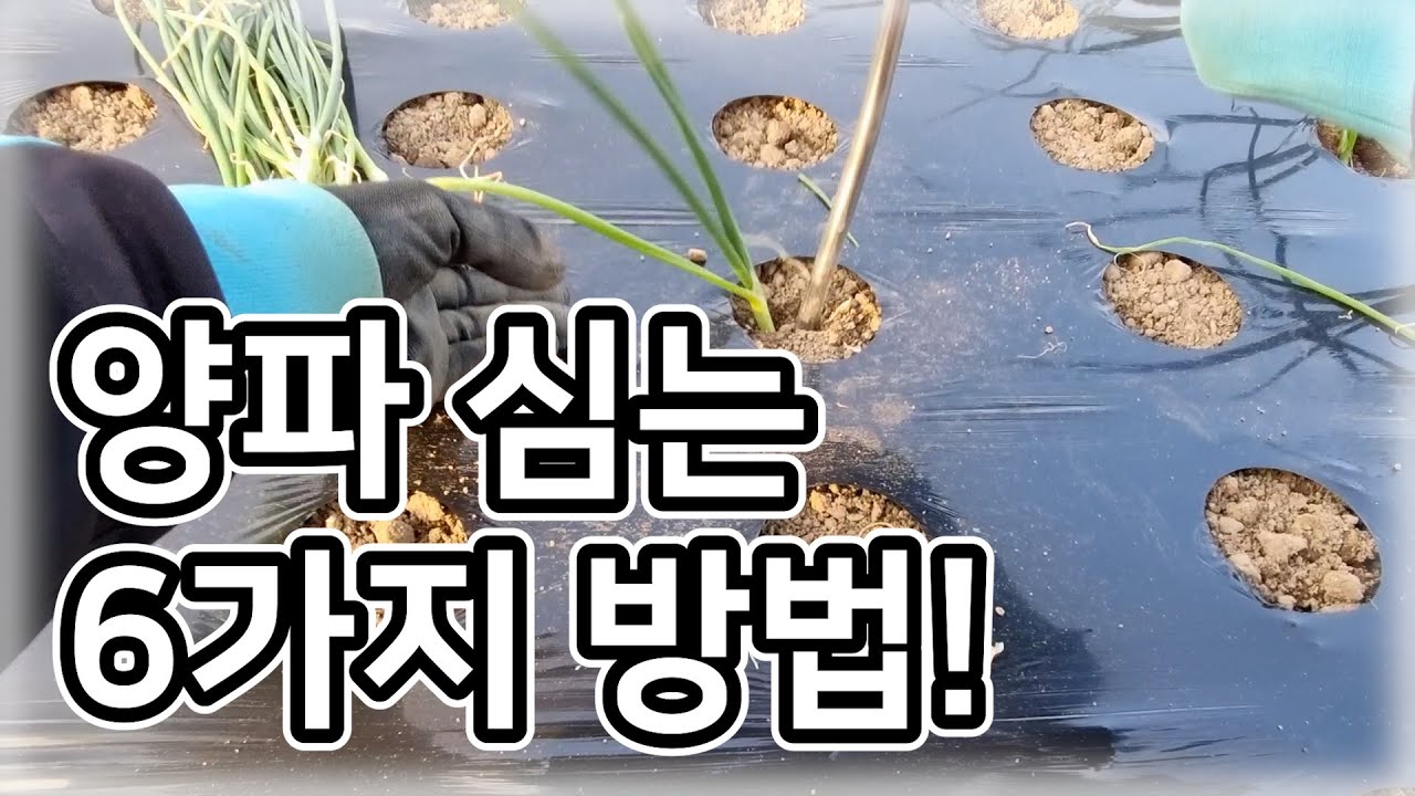 [양파] 양파 심는 6가지 방법! / 양파밭 만들기, 심는 시기, 심는 깊이, 모종 굵기, 심는 간격, 잡초 방지, 물관리, 농약, 월동준비 - 농사일기