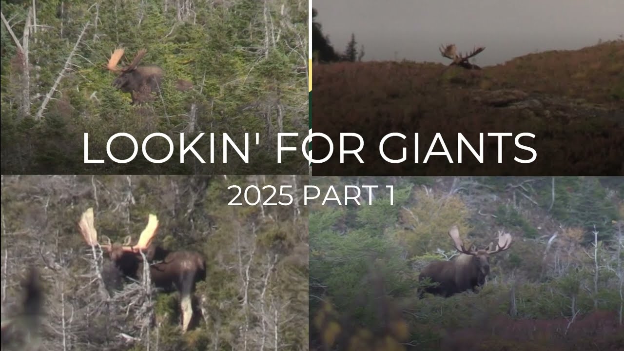 BIG Newfoundland Bull Moose Hunting 2025