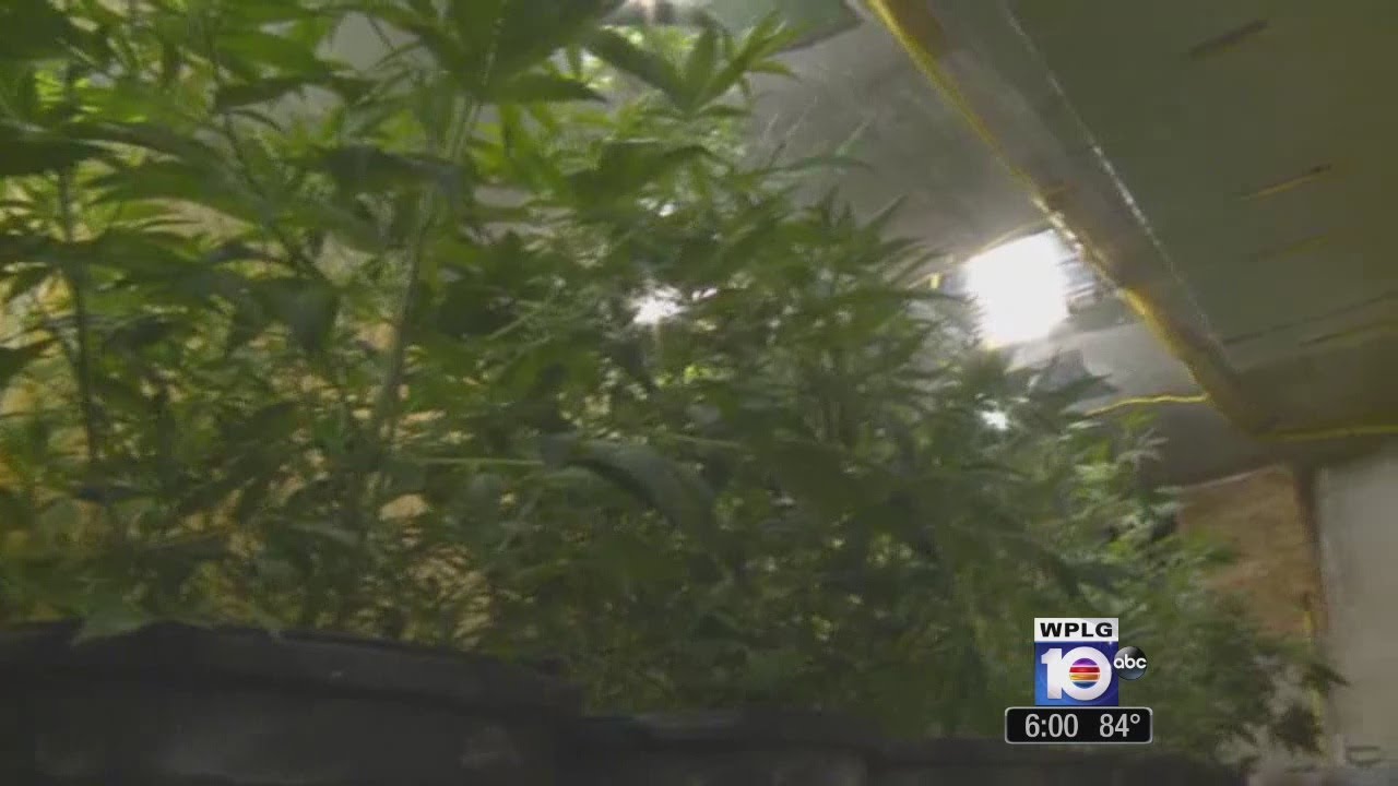 Marijuana grow lab found in So Fla pool; Couple arrested