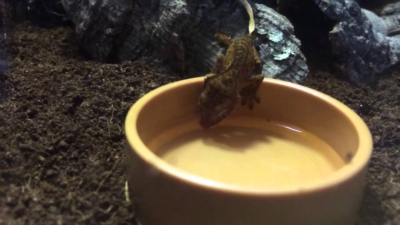 Crested gecko finds water bowl