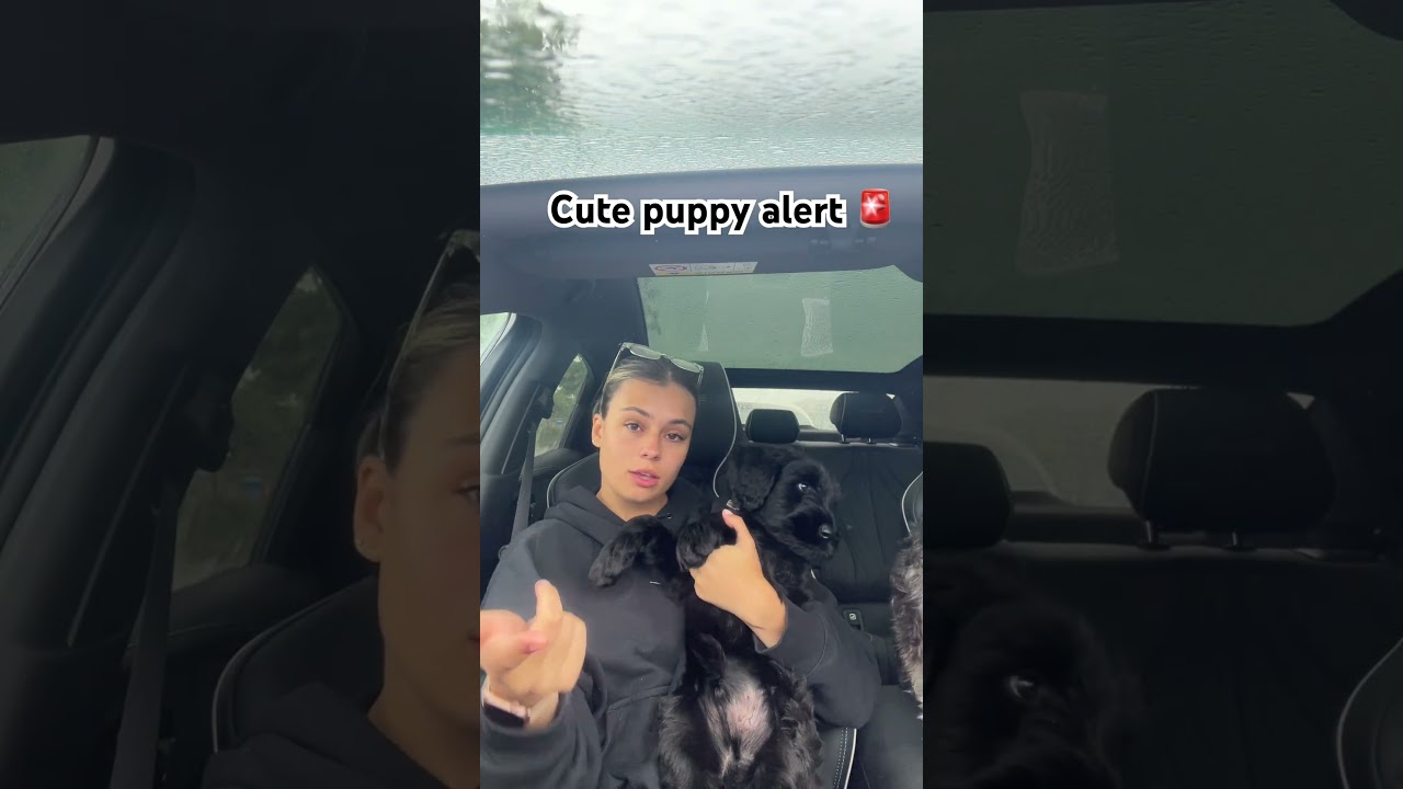 New puppy videos❤️🥰 #newmusic #puppy #popmusic