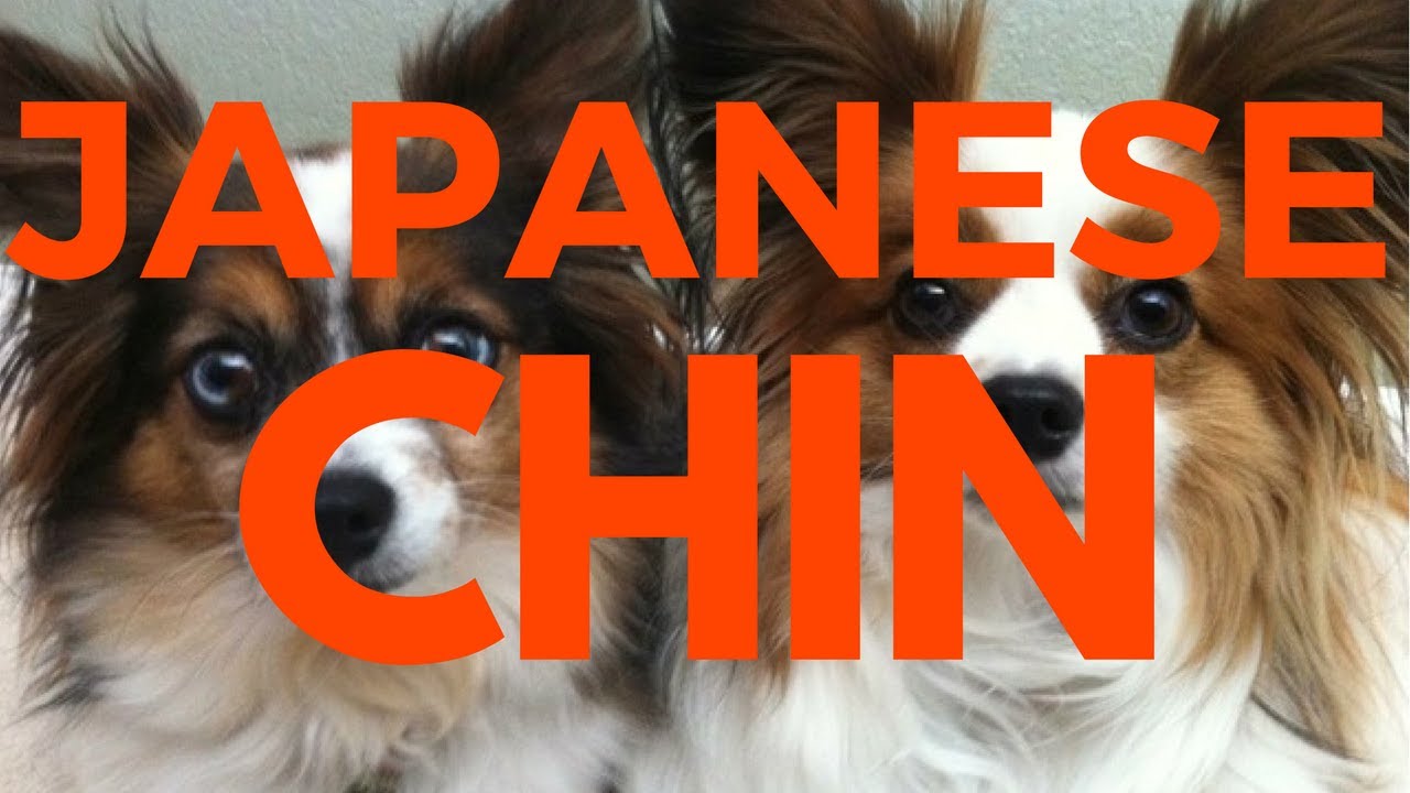 Why You Should Love  Japanese Chin?