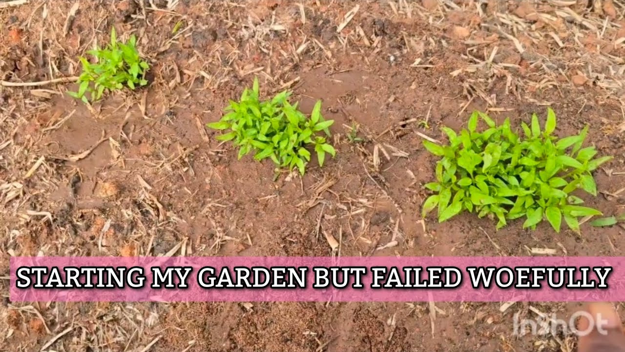 STARTING MY GARDEN AND FAILING ON MY FIRST TRY IS OVERWHELMING. TEXAS STORM. OUT OF SEASON GARDENING