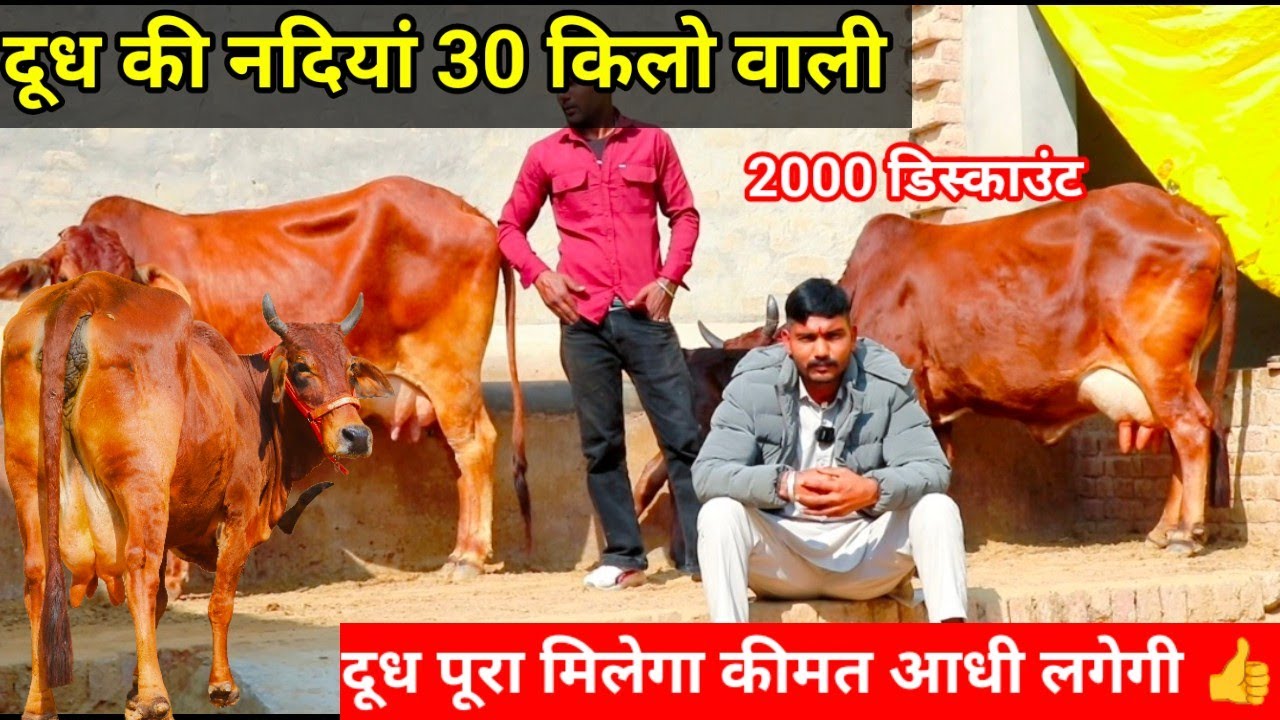 दूध की नदियां 😀 दूध पूरा मिलेगा कीमत आधी ✨लगेगी बिल्कुल शांत स्वभाव 💫में खरीदो 2000₹ की स्पेशल छूट🎁