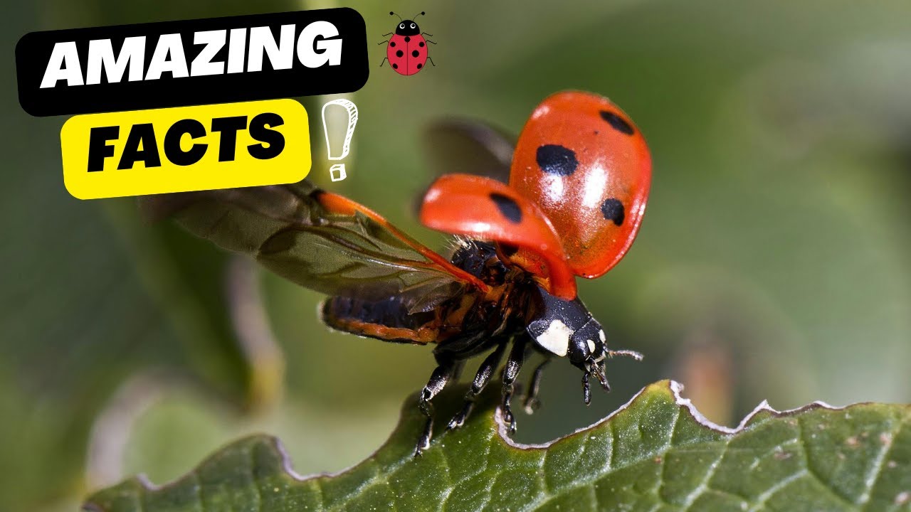 Amazing Facts About Ladybugs You Didn&rsquo;t Know! 🐞