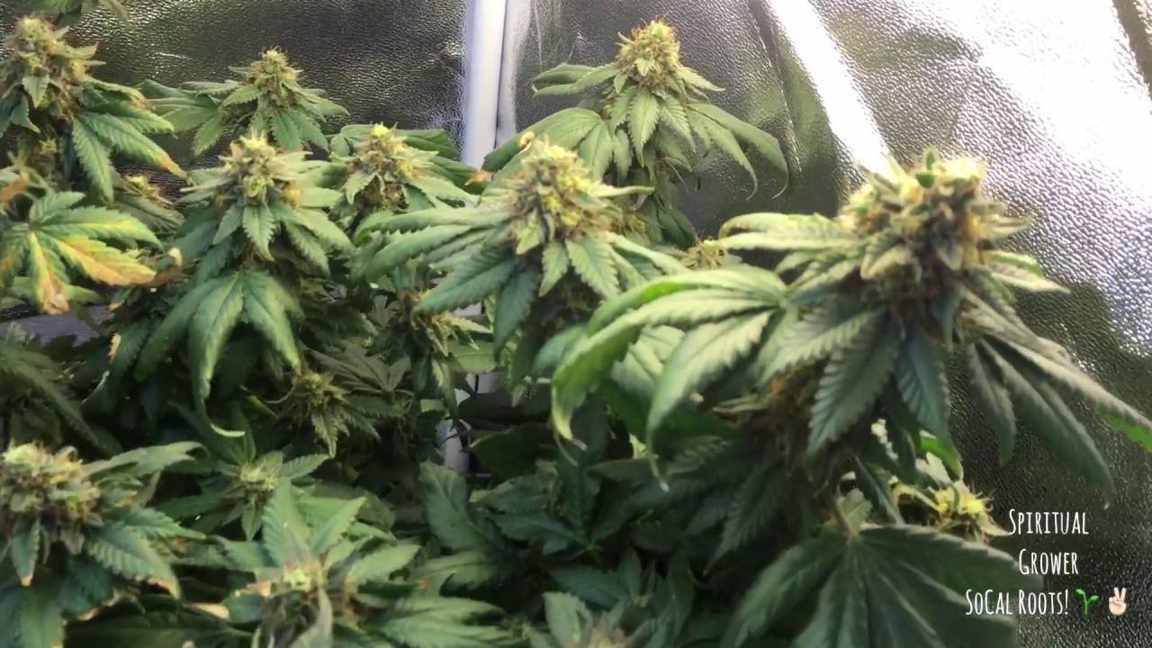 Cfl Grow Tent, неделя 6, цветение GSC/Trinity Kush