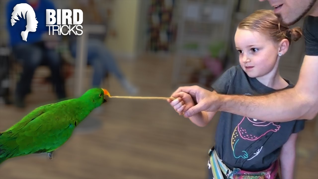 This Eclectus Parrot HATES MEN AND KIDS!!!