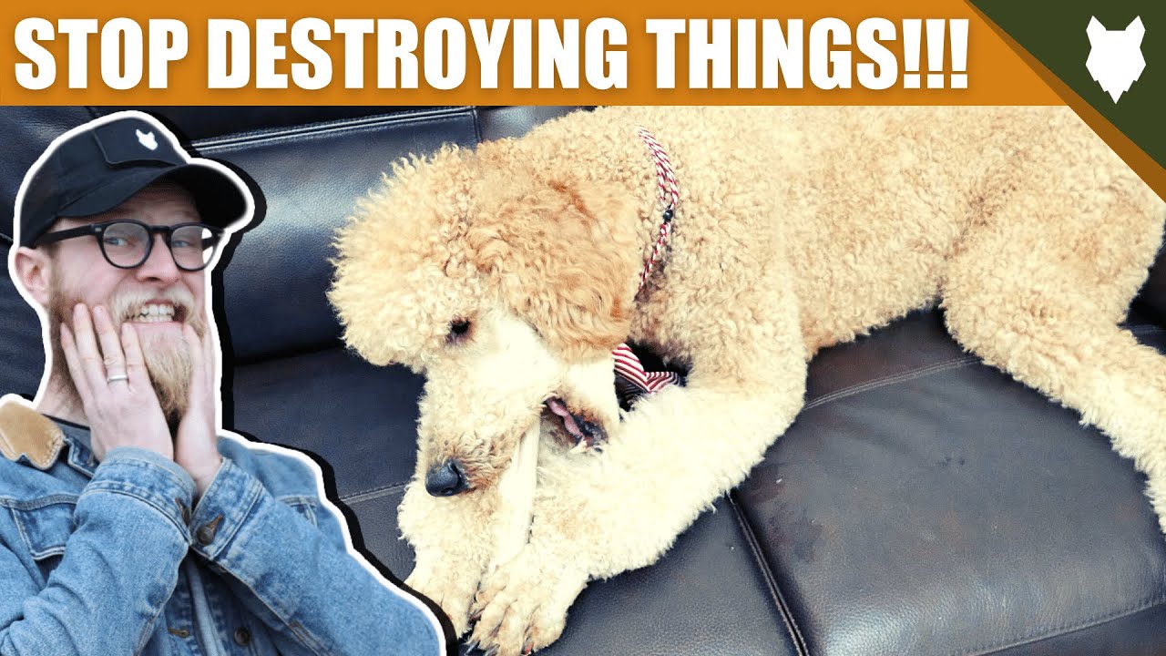 How To Stop Your POODLE Destroying Things