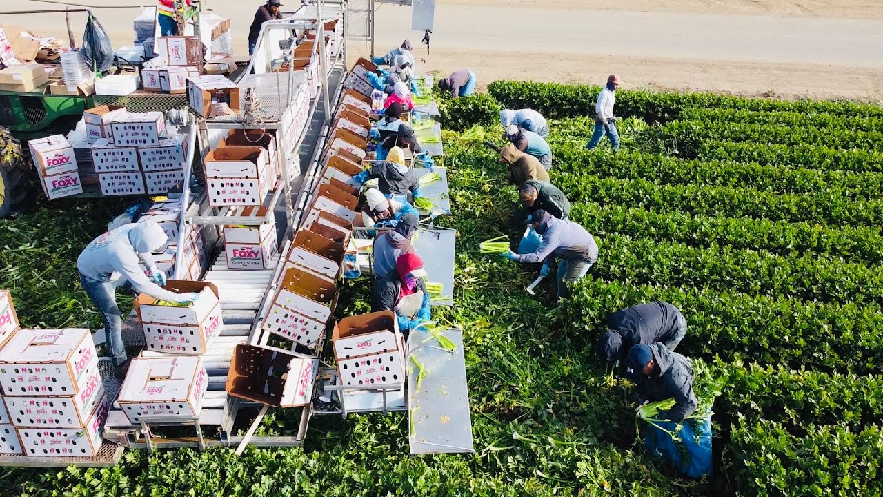Increíble cosecha de apio por contrato en USA / Celery Harvest in America 🇺🇸