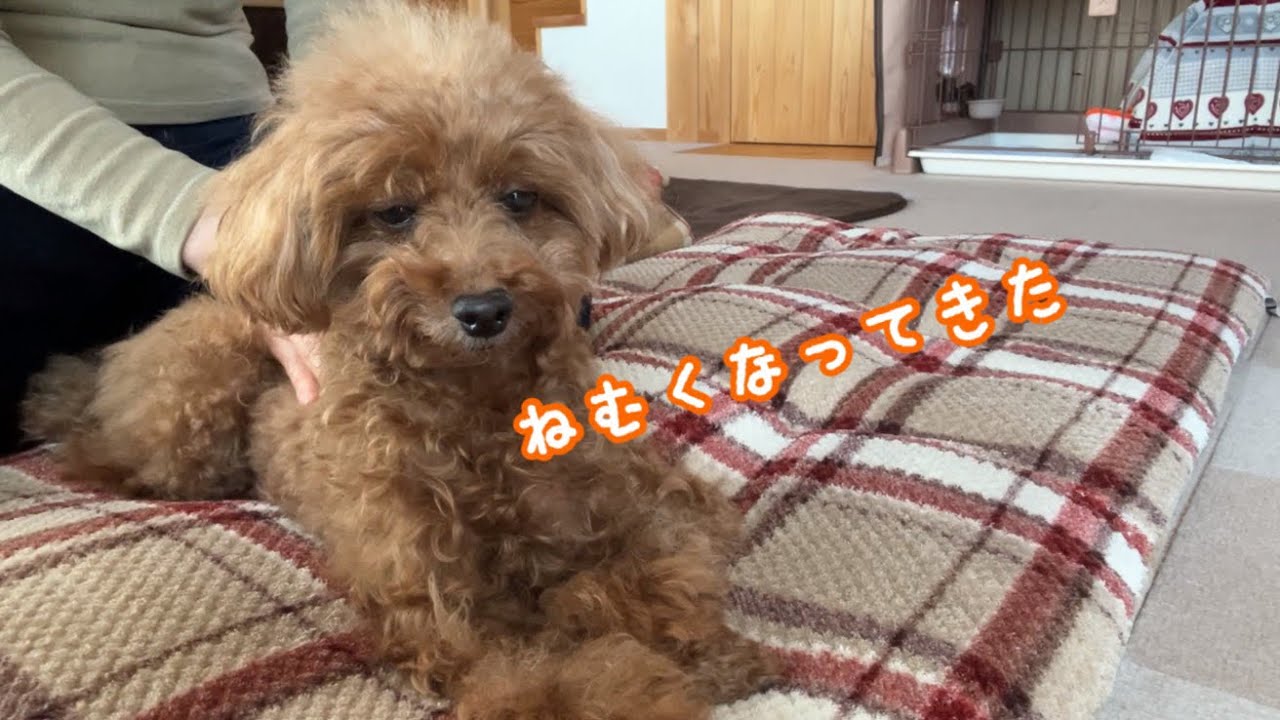 【シニア犬】マッサージが気持ち良くてウトウトしちゃうトイプードル