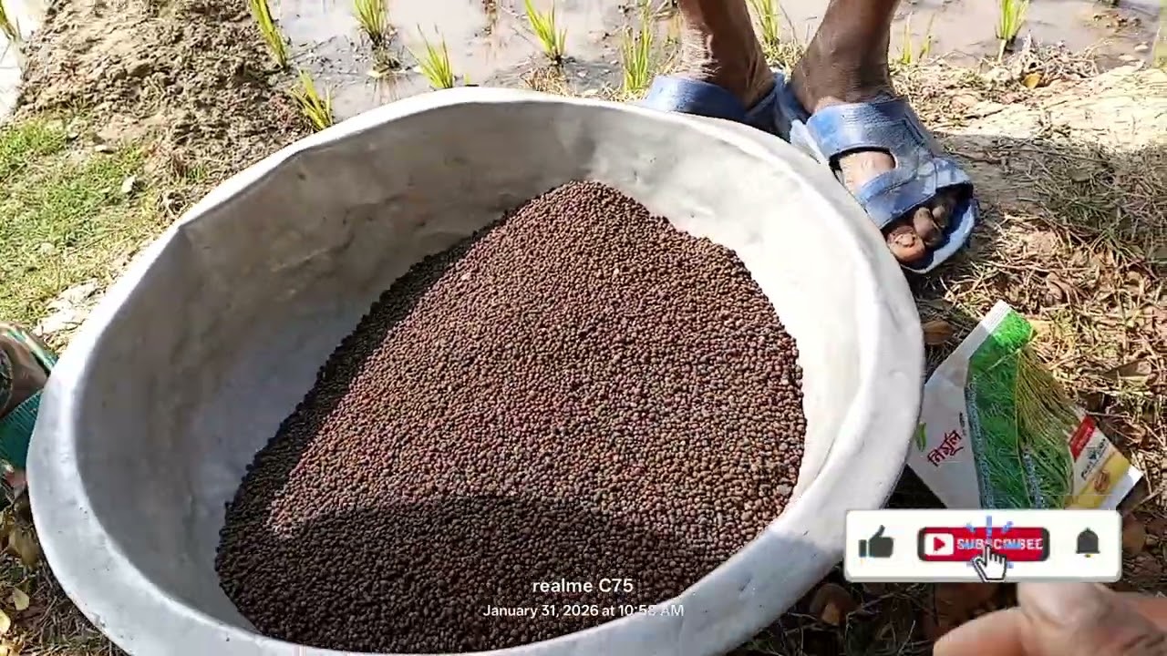 ধান ক্ষেতে সার দিতে গিয়ে সুখী মানুষের সাথে দেখা 