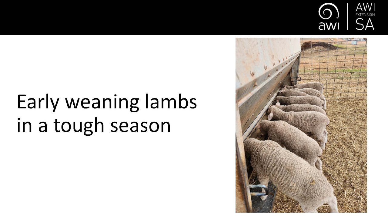 Early Weaning Lambs in a tough season - Deb Scammell
