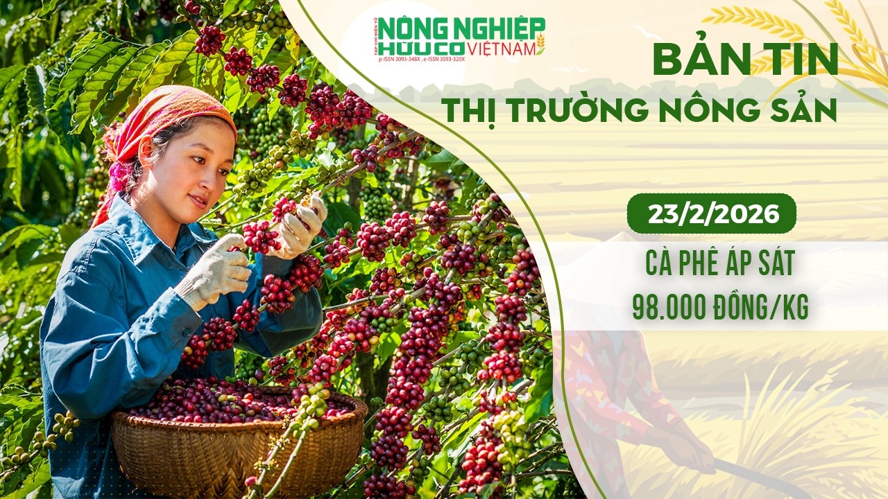 Thị trường nông sản 23/2/2026: Cà phê áp sát 98.000 đồng/kg