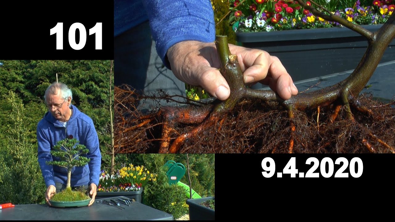 Bonsai Carpinus Jamadori nach den Anwachsen weiter gestalten und schneiden nicht so einfach
